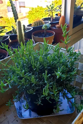 Delosperma cooperi - Planta Suculenta