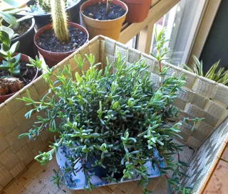 Delosperma cooperi - Planta Suculenta