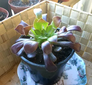 Aeonium suculenta planta