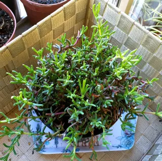 Planta Suculenta Mesembryanthemum