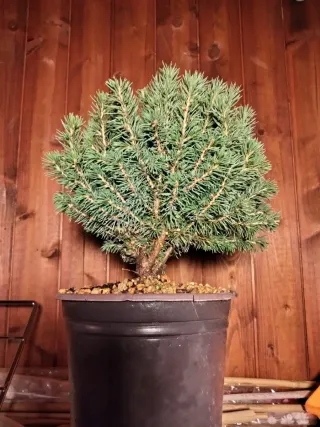 Prebonsai Pícea Glauca / Abeto Blanco