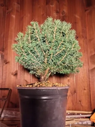 Prebonsai Pícea Glauca / Abeto Blanco