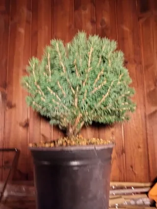 Prebonsai Pícea Glauca / Abeto Blanco
