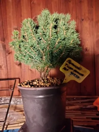 Prebonsai Pícea Glauca / Abeto Blanco
