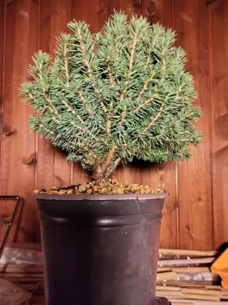Prebonsai Pícea Glauca / Abeto Blanco