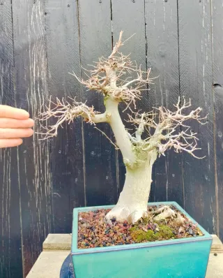 Bonsái Celtis Sinensis