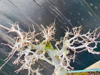 Bonsái Celtis Sinensis