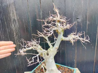 Bonsái Celtis Sinensis