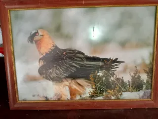 Cuadro antiguo águila madera