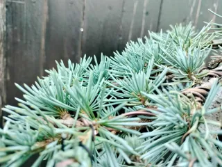 Bonsai Cedro Azul (Prebonsai var. Atlantica Glauca