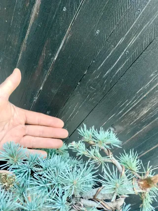 Bonsai Cedro Azul (Prebonsai var. Atlantica Glauca