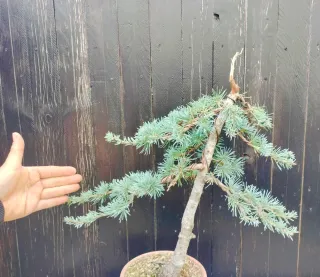 Bonsai Cedro Azul (Prebonsai var. Atlantica Glauca