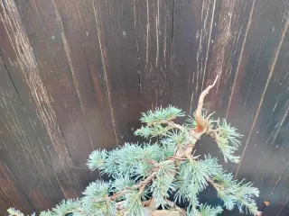 Bonsai Cedro Azul (Prebonsai var. Atlantica Glauca