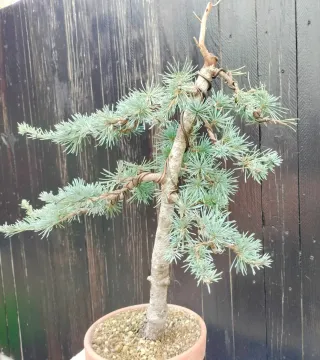 Bonsai Cedro Azul (Prebonsai var. Atlantica Glauca