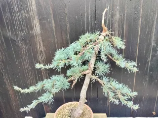 Bonsai Cedro Azul (Prebonsai var. Atlantica Glauca