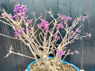 Bonsái Callicarpa con bayas púrpuras