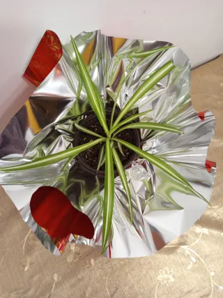 Planta cinta con envoltorio regalo