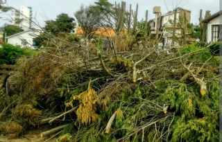 Se limpian terrenos y se recoge toda clase de poda