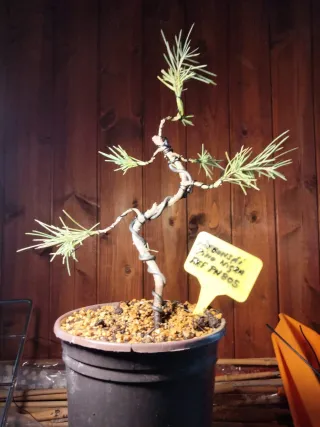 PREBONSÁI PINO NIGRA