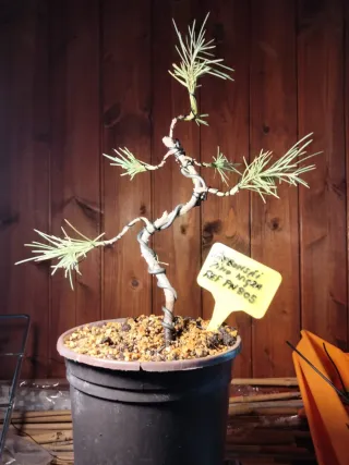 PREBONSÁI PINO NIGRA