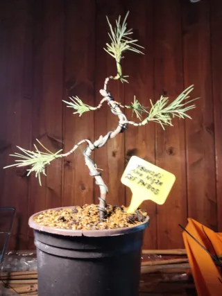 PREBONSÁI PINO NIGRA