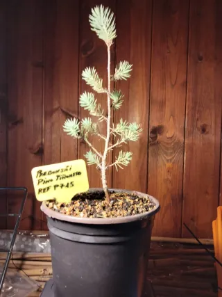 JOVEN PREBONSÁI PINO PIÑONERO (PINUS PINEA)