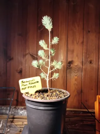 JOVEN PREBONSÁI PINO PIÑONERO (PINUS PINEA)