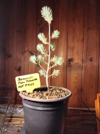 JOVEN PREBONSÁI PINO PIÑONERO (PINUS PINEA)