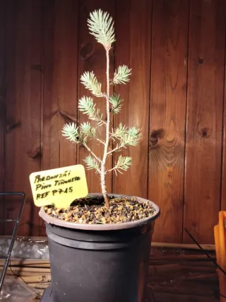 JOVEN PREBONSÁI PINO PIÑONERO (PINUS PINEA)