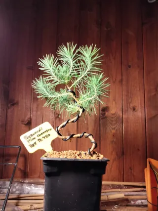 PREBONSÁI PINO CARRASCO (HALEPENSIS)