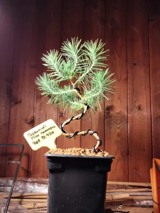 PREBONSÁI PINO CARRASCO (HALEPENSIS)