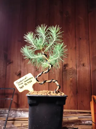 PREBONSÁI PINO CARRASCO (HALEPENSIS)