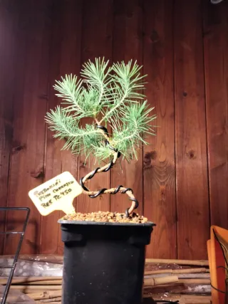 PREBONSÁI PINO CARRASCO (HALEPENSIS)