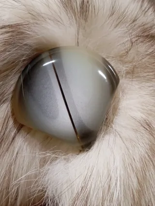 Pelliccia di Volpe Artica in Ottime condizioni