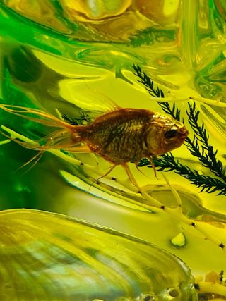 Pieza Resina Francesa Años 70 25cm