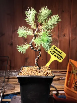 PREBONSÁI PINO CARRASCO (HALEPENSIS)