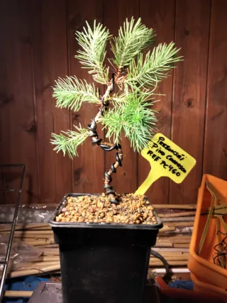 PREBONSÁI PINO CARRASCO (HALEPENSIS)