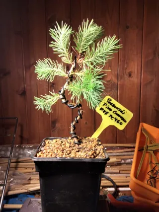 PREBONSÁI PINO CARRASCO (HALEPENSIS)