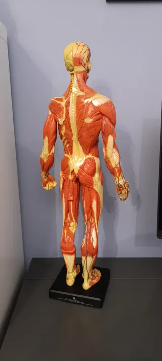 Figura Anatómica Ecorché 1:3