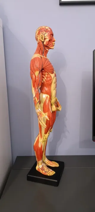 Figura Anatómica Ecorché 1:3