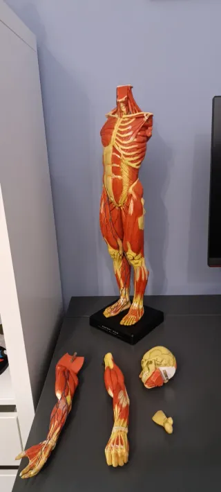 Figura Anatómica Ecorché 1:3