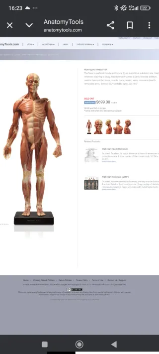 Figura Anatómica Ecorché 1:3