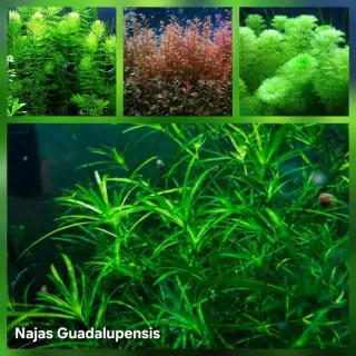 Pack 35x | 4 Especies de Plantas para Acuario Low