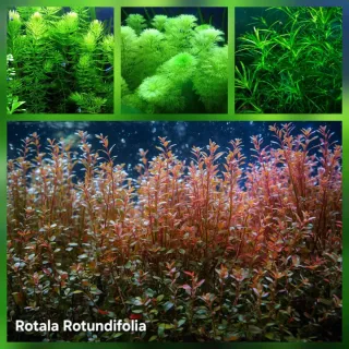 Pack 35x | 4 Especies de Plantas para Acuario Low