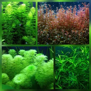 Pack 35x | 4 Especies de Plantas para Acuario Low
