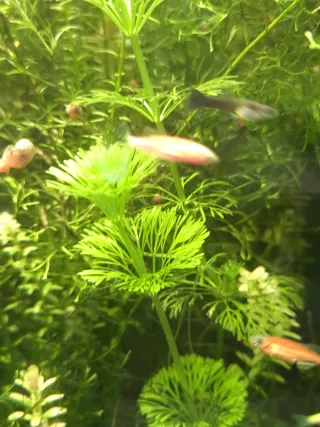 Pack 35x | 4 Especies de Plantas para Acuario Low