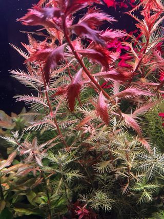 Procespinaca palustris cuba