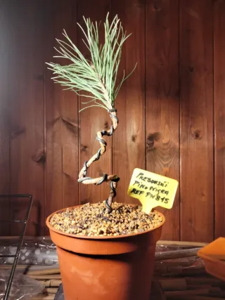 PREBONSÁI PINO NIGRA