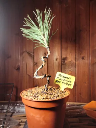 PREBONSÁI PINO NIGRA