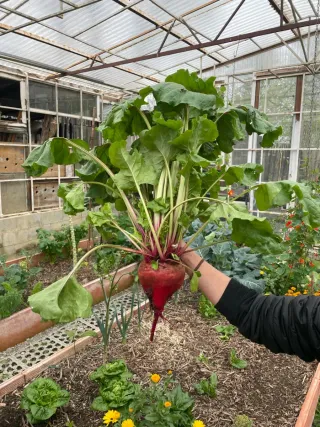 Alquiler de parcelas para huerto